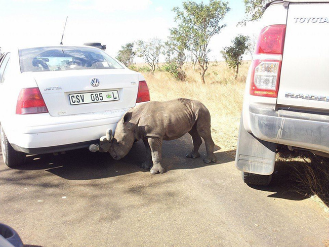 While driving, Liam Burrough noticed this young calf wandering near the road.