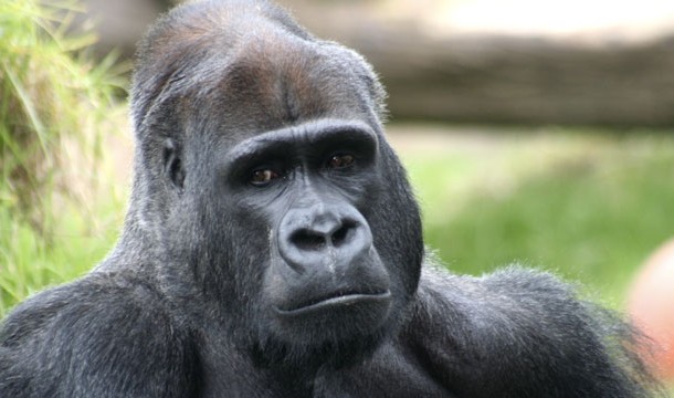 9. In Massachusetts you will be fined if you drive with a gorilla in the back seat of your car.