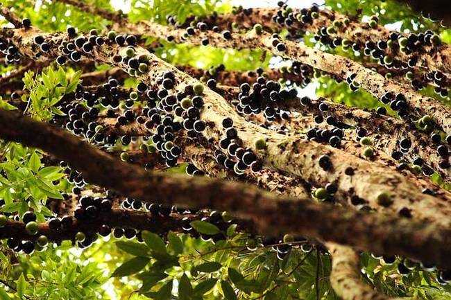 During the jabuticaba flowering season, the local streets are packed with vendors selling the sweet berries.