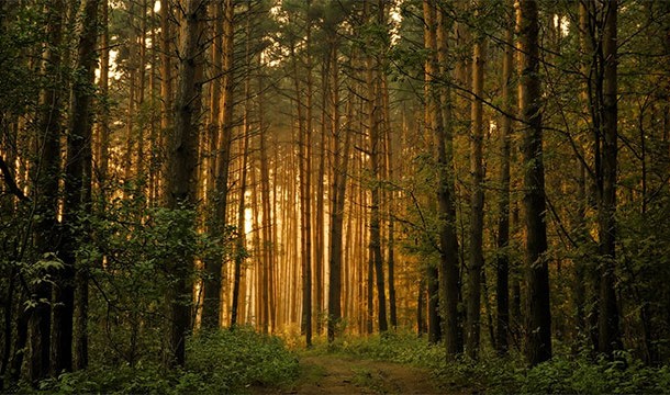 5. Hylophobia: Fear of wood, forests, or trees.