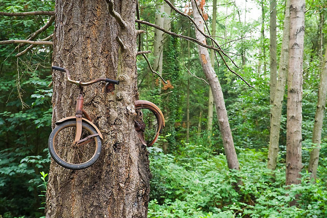 This tree on Vashon Island, Washington just ate a bike. Whoa.