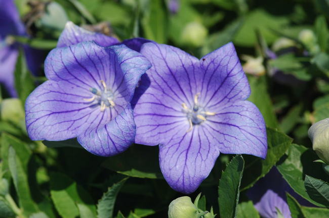 Before blooming, the aptly-named balloon flower's buds appear as bright bubbles. Native to East Asia, its roots have long been used as an anti-inflammatory in China and Korea, and is a popular ingredient in salads.