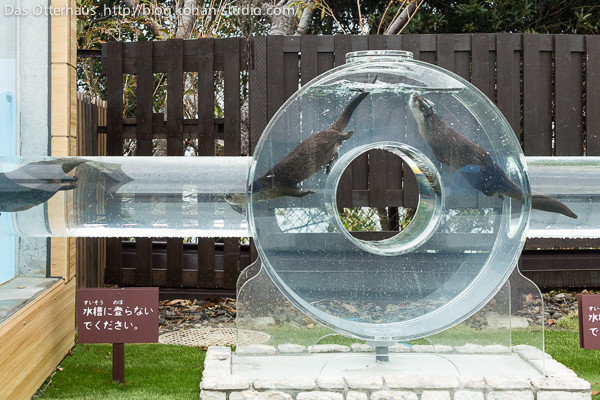 The otters use the tube system to swim back and forth. The open section atop the circle allows for some breathing room.