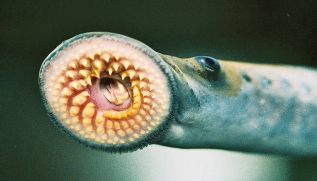 Lampreys