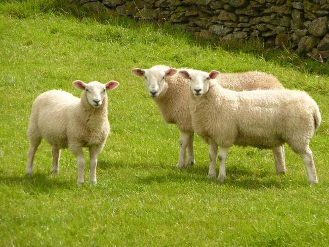 18. Charged By Sheep - Betty Stobbs was killed by her own sheep when they knocked her motorcycle on top of her while she was trying to feed them.