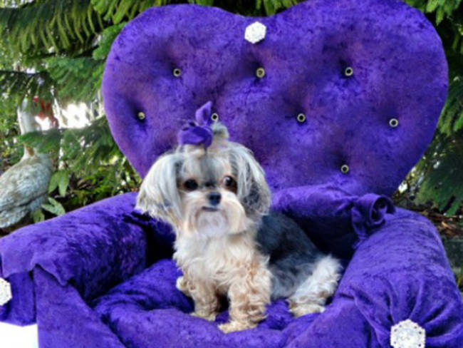 20. Treat your pup like royalty with a fancy <a href="https://diyfunideas.com/how-to-make-a-diy-dog-bed-princess-throne-for-the-pampered-pooch-from-an-old-drawer/" target="_blank">pet chair</a>.