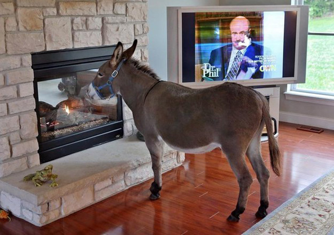 He clearly enjoys watching television and keeping warm by the fireplace.