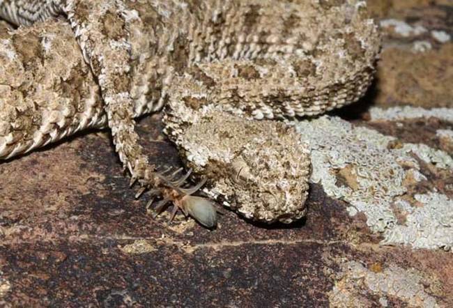 The spider-tailed viper gets its name from the funky looking appendage at the end of its tail. Here you can see the appendage right next to the viper's head, and it really looks like a spider.