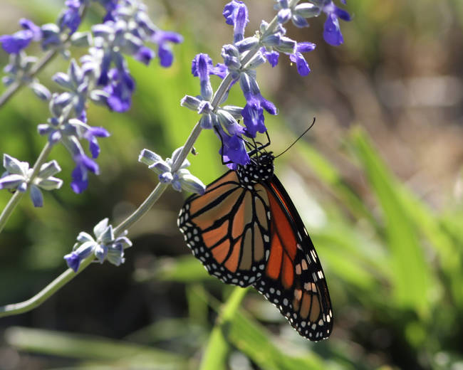 There are some butterflies that actually suck blood.