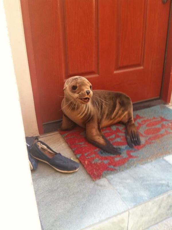 8.) He has my seal of approval.