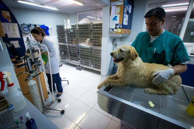 After finishing the race, the team took Arthur to a vet to be examined.