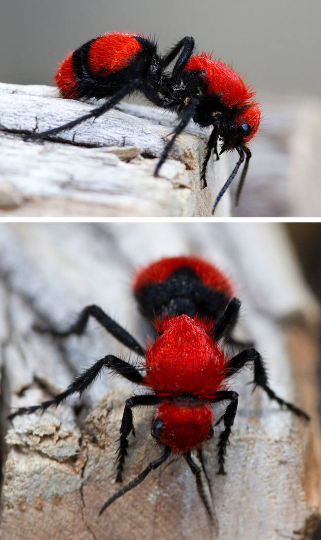 Red Velvet Ant