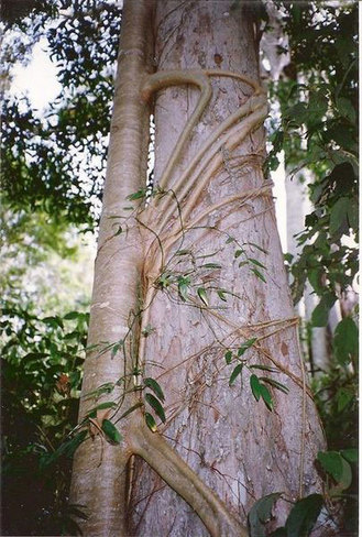 6.) Strangler Fig. If you walk quietly it won't attack you.