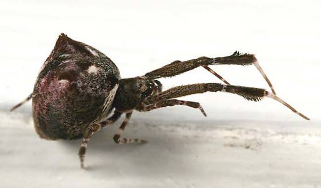 You might think that would be a good news for any insect unfortunate enough to be caught in the heckled orb weaver's web. Not so. When prey enters its web, the spider quickly begins wrapping the hapless victim in silk to immobilze it.