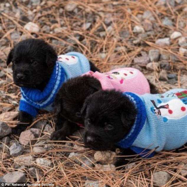 The pups were cared for by attentive foster parents while their condition improved. Fosters were tasked with helpful motherly duties like rubbing the pup's bellies and feeding at all hours of the day and night.