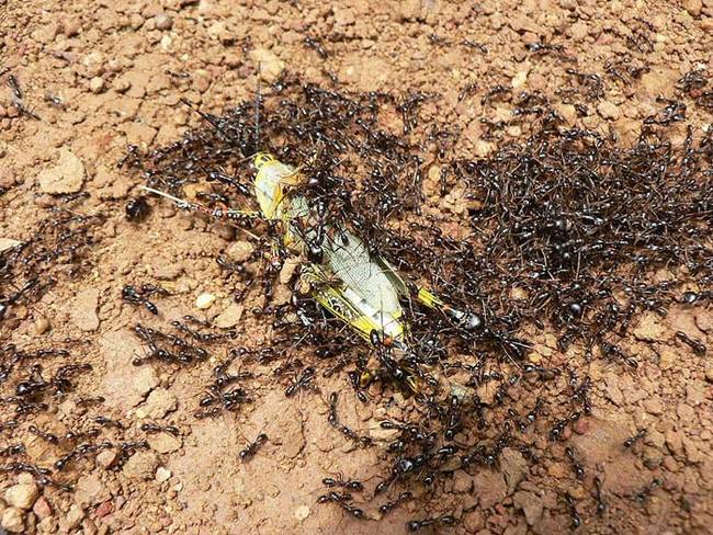 4.) Driver ants are carnivores.