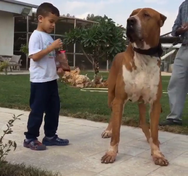 Bully Kutta (Pakistani Mastiff)