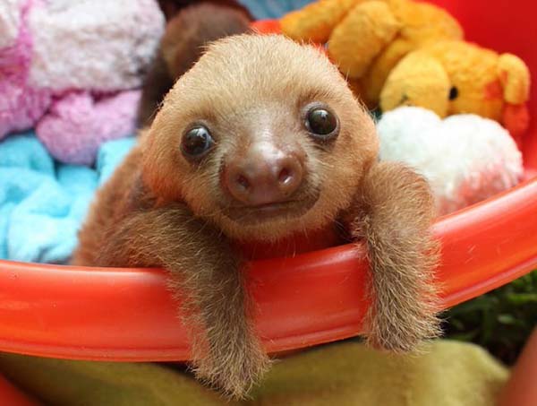 5.) Oh hai, Mister Sloth.