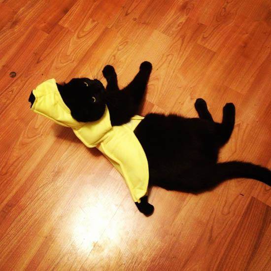 If this cat must be a banana, he hopes his owner slips on his peel and dies.