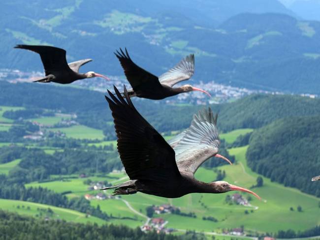 The arduous trek takes the birds across from where they hatched in Saxony, Austria over the Alps and into Tuscany, Italy.