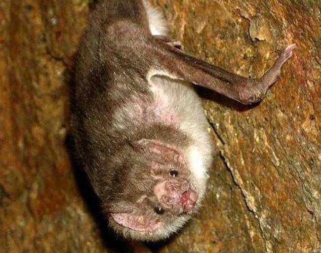 1.) The Vampire Bat.