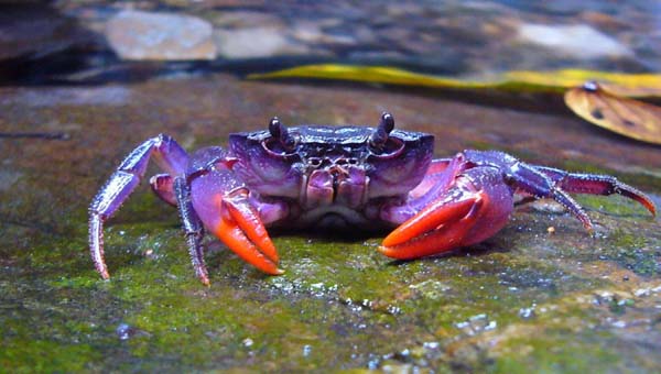 11.) Insulamon Palawanense crab: This neon crab was found near the Philippines. Its kind is a relatively new species that was discovered.