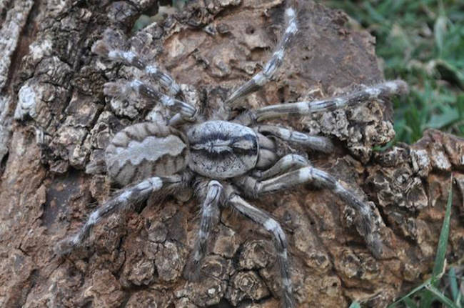 Poecilotheria Rajaei