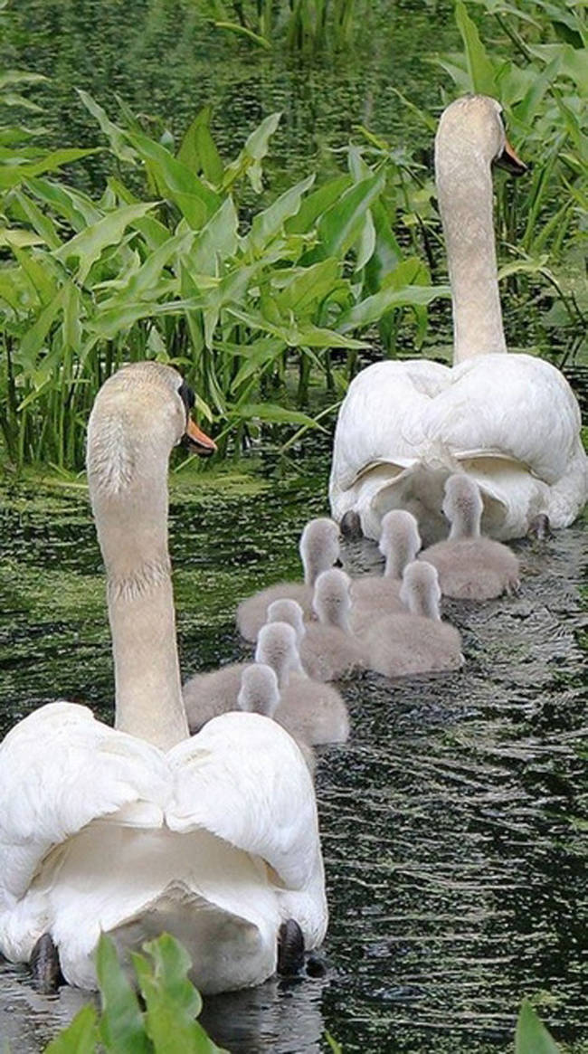 These suave swans.