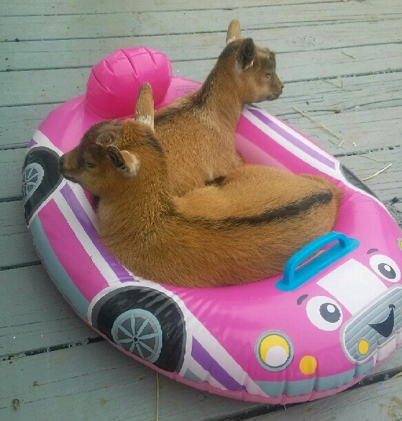 Yo but seriously are we still having that pool party? Cause these goats are ready.