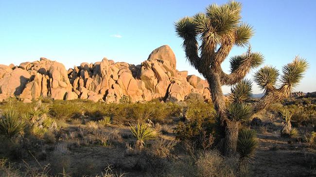 24.) Skip the African Steppe and take a trip to Joshua National Park.