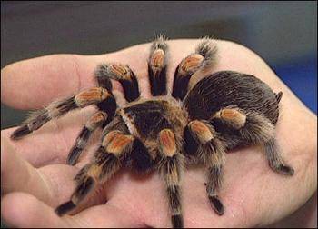 Tarantulas are the biggest spiders in the world, and have the biggest fangs. They are actually very passive towards humans. Unlike small, hyper-poisonous spiders, if a tarantula were to bite, it would be slightly less painful that a wasp bite.