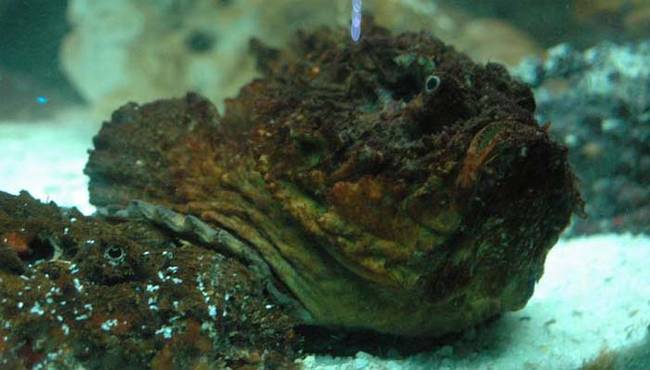 1.) Stonefish.