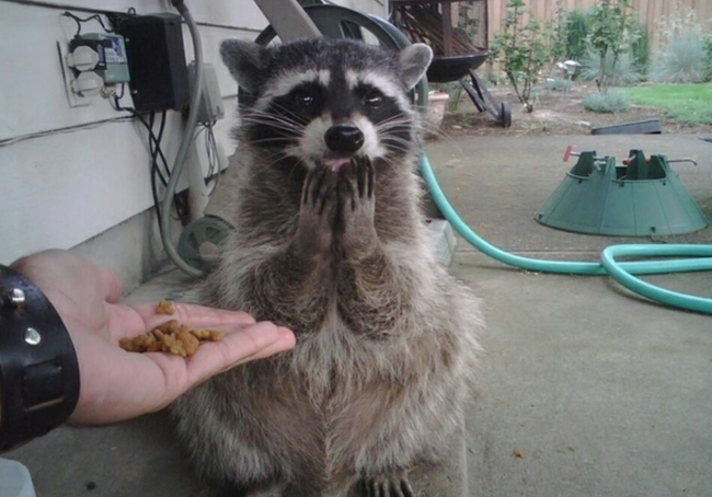 17.) You've just made this raccoon the happiest raccoon on earth.