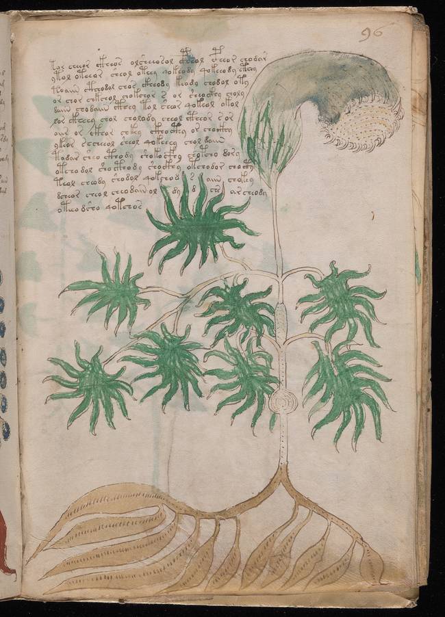 The plants in the book, some 113 of them, have never been definitively identified. It was initially believed that the manuscript was European in origin, but the plants may suggest another place. Or perhaps just sub-par illustration.