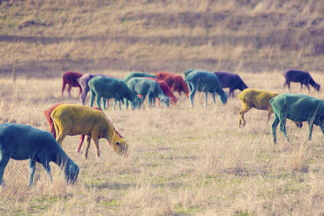 Grazing was never so much fun to watch.