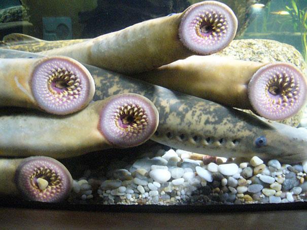 5.) Lamprey. This is also terrifying.