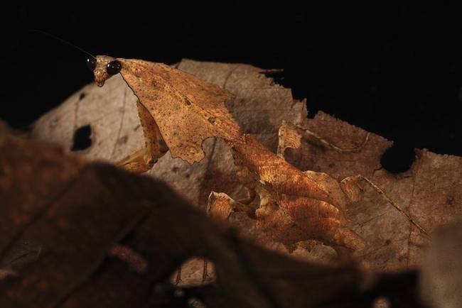 The Leaf Litter Mantid