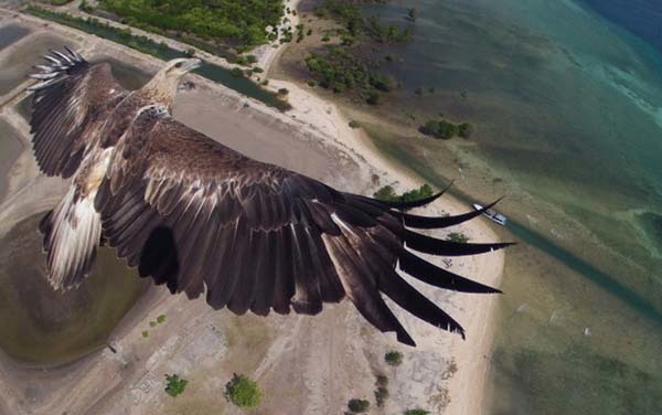 1.) An eagle flying over the coast (Bali Barat National Park, Bali, Indonesia).