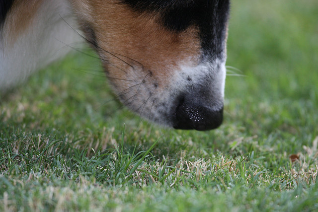 There are dogs who are trained to sniff DVD's to stop the illegal movie-pirating trade. If only they could smell my movies in my Netflix instant queue to tell me if they are good or not.