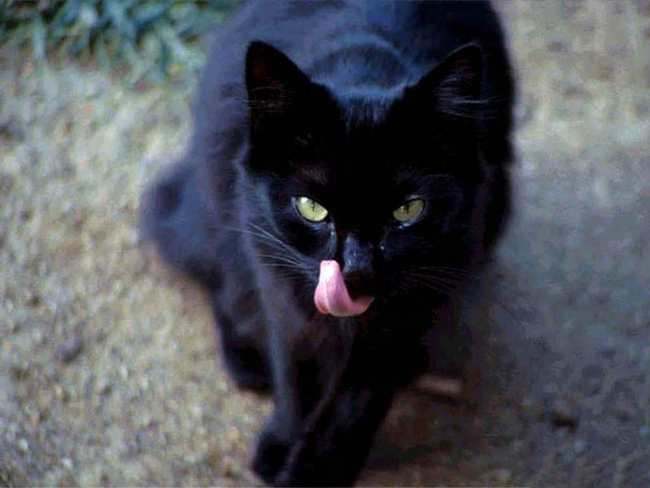 14.) Black cats were once believed to be the underlings of witches.