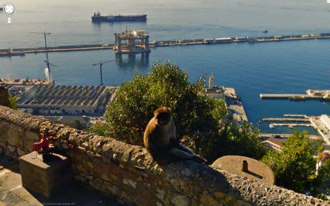 29.) Monkey taking in the view.