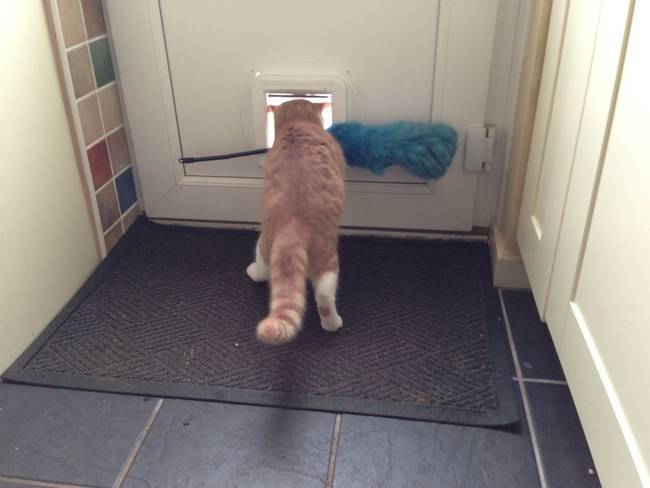 22.) There appears to be some kind of celestial force keeping this kitty from stealing the duster. Could it be guilt?