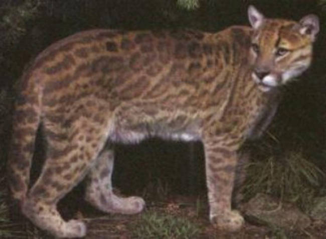 Pumapard