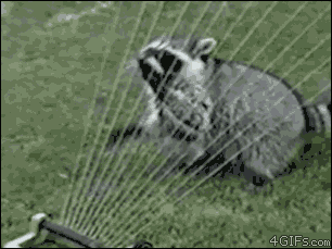 18.) This raccoon appears to be on shrooms and believes the sprinkler to be some sort of harp.