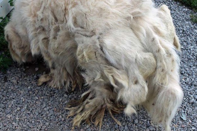 Urine and dirt was soaked into all of his fur.