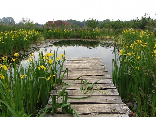 A pond like this would be beautiful and serene.