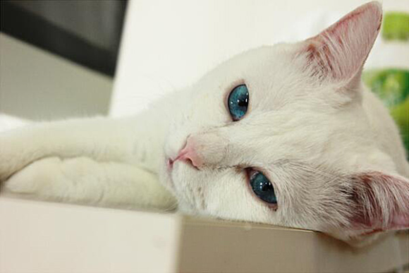 With a pair of eyes TWICE as mesmerizing as the next feline, you'd think this Japanese cat named Setsu couldn't take a bad picture.