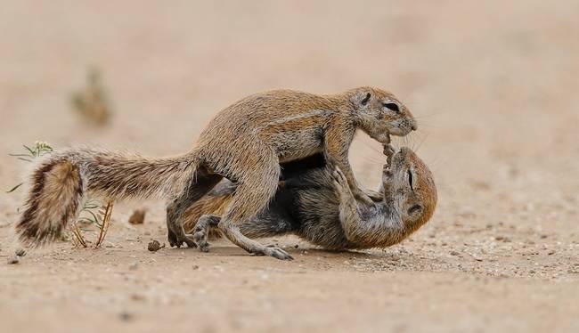 It's probably the cutest fight I've seen.