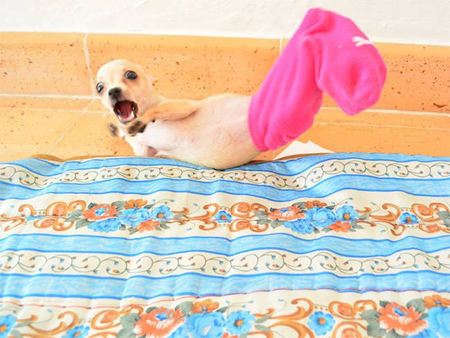 This dog should probably not be in this sock, but you don't have to be so mean about it.