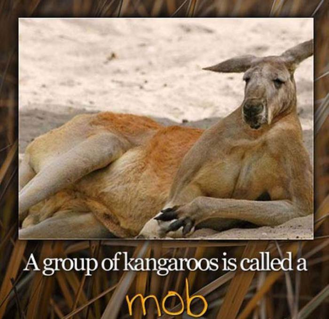 19.) Today I learned that kangaroos are mobsters.